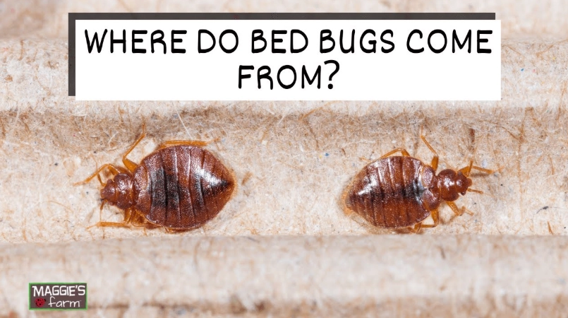 bed bug sources