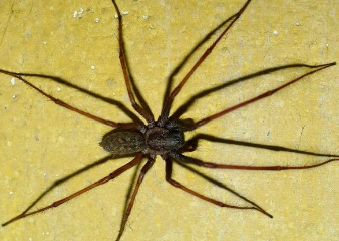 hobo spider bite new mexico