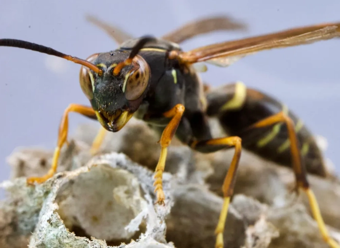 types of paper wasps