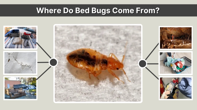 bed bug sources
