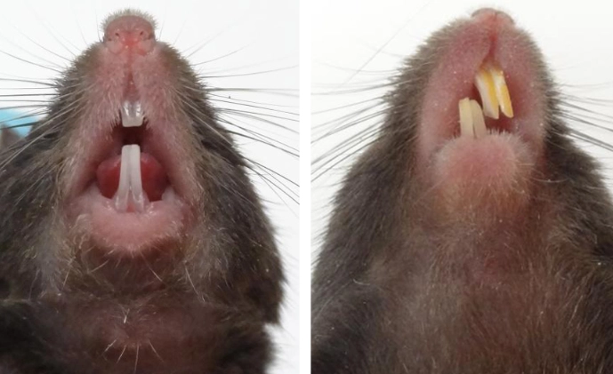 mouse and rat teeth identification