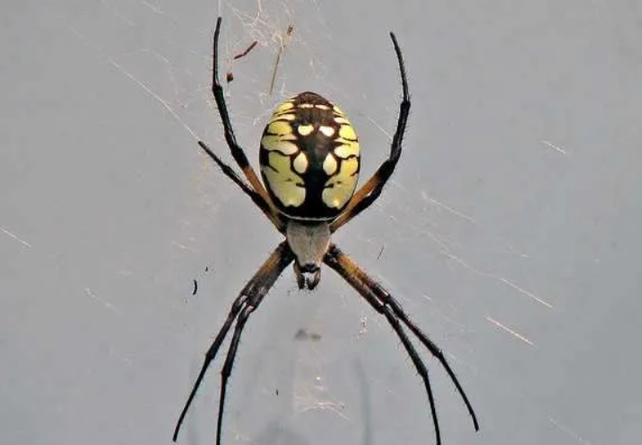 are Kansas spiders poisonous