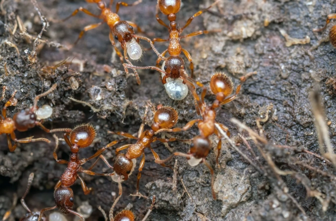Fire Ants: The Complete Guide to Identification, Control, and Sting Treatment
