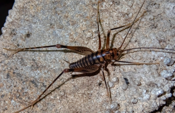 how to get rid of cave crickets