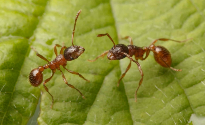 identify fire ants