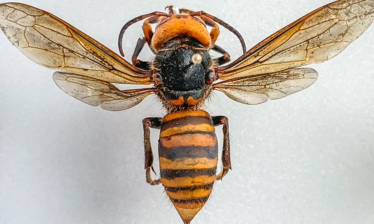 how to get rid of wasps