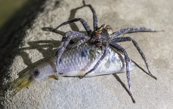 fishing spider diet