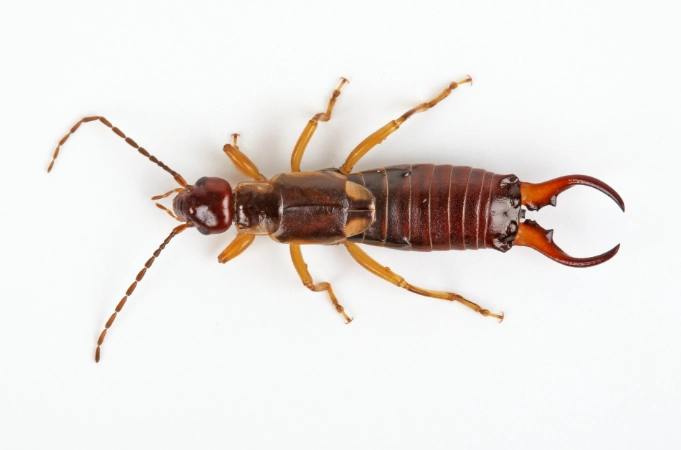 how to get rid of earwigs