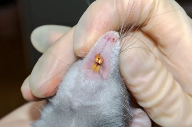 Mouse Teeth vs Rat Teeth: A Complete Guide to Identification & Differences