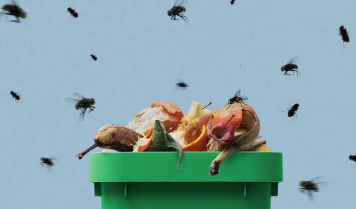 Waste Fly Control: A Complete Guide to Identification, Prevention, and Elimination