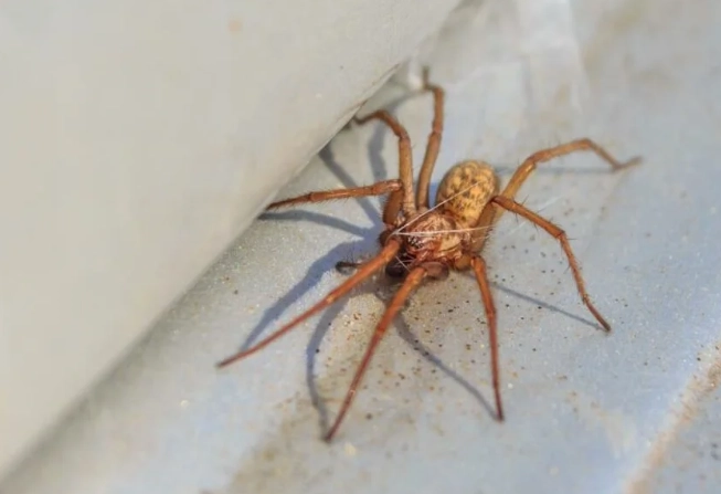 hobo spider identification