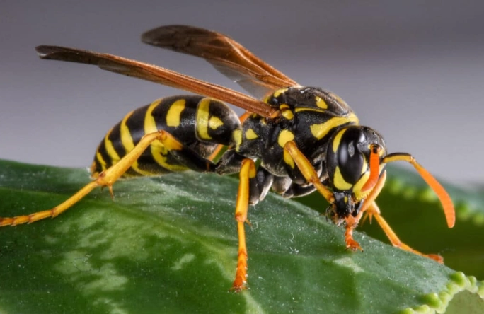 types of wasps