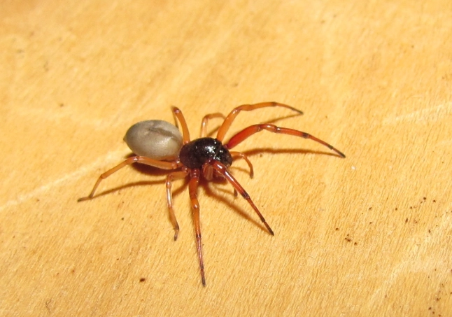 red clear spider care