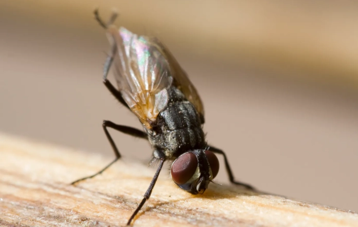 how to get rid of flies