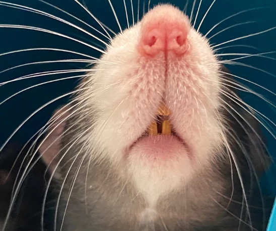 difference between mouse and rat teeth