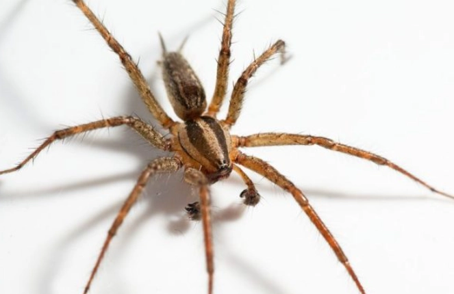 hobo spider identification