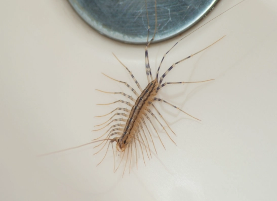 Where Are House Centipedes Found in the US? A Complete State-by-State Guide