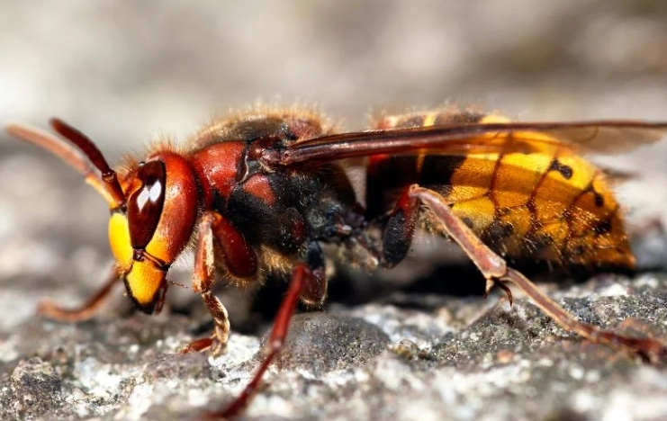 kansas hornet species