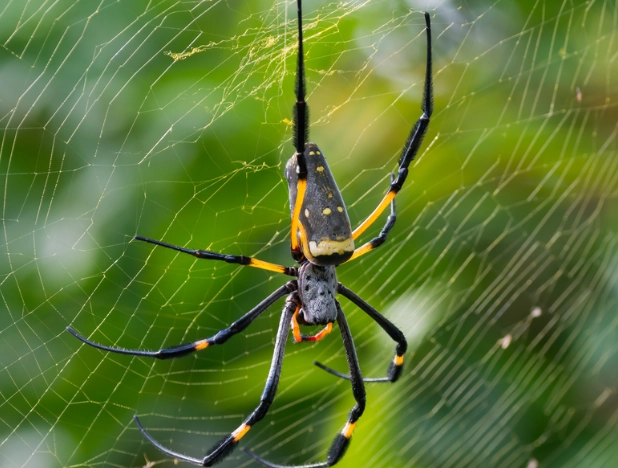 are orb weaver spiders poisonous