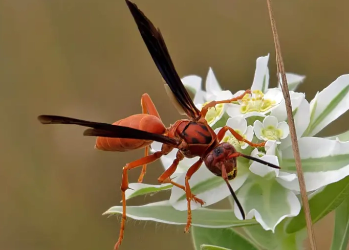 types of paper wasps