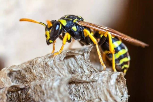 types of paper wasps