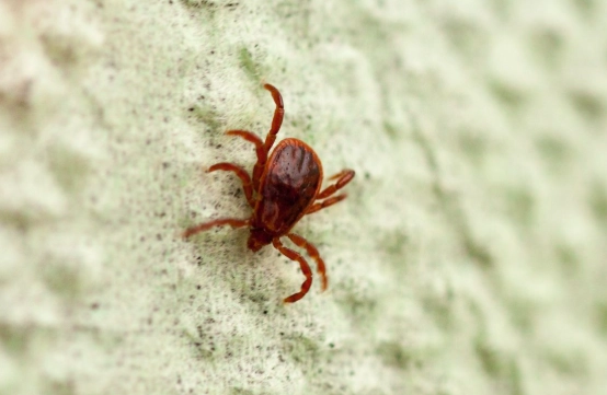 chiggers Washington state