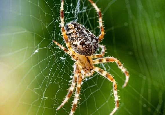 spotted orb weaver bite