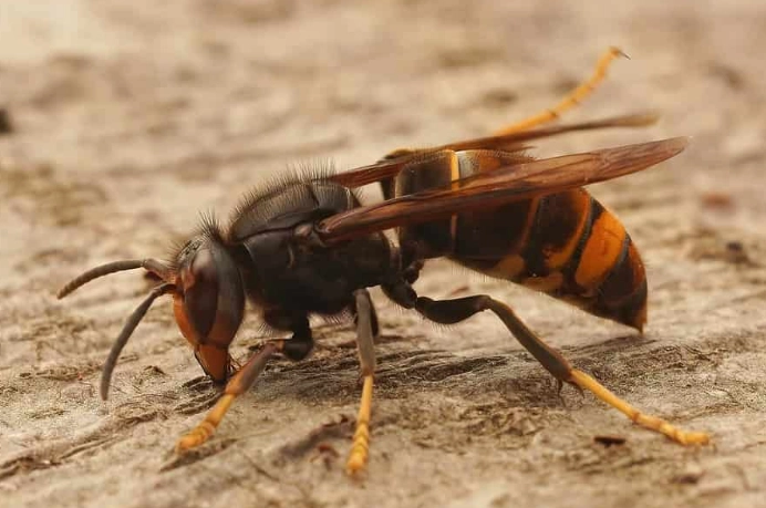 hornet nest removal kansas