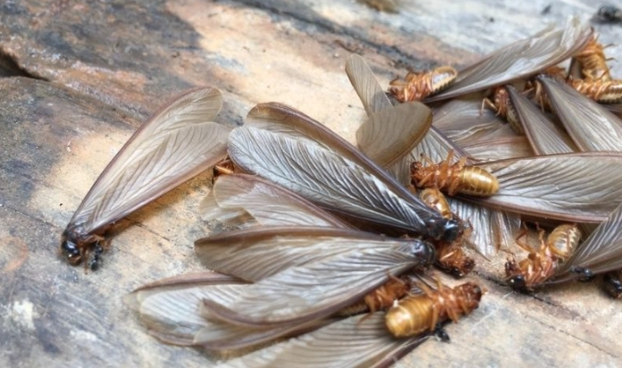 termite spread speed