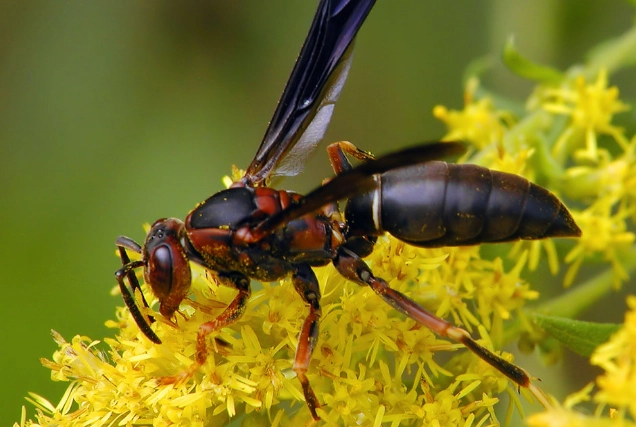 types of paper wasps