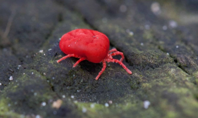 chigger bites treatment