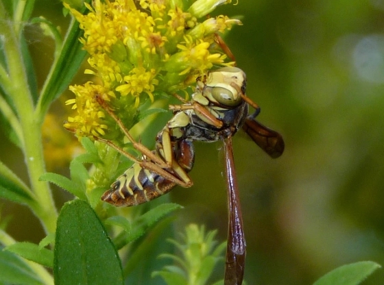 Paper Wasp Types: A Complete Guide to Species, Nests & Safety