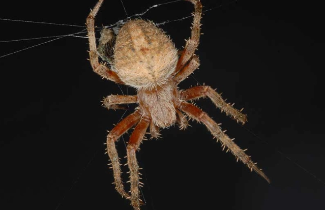 Are Spotted Orb Weavers Dangerous? The Truth About Bites, Venom & Safety