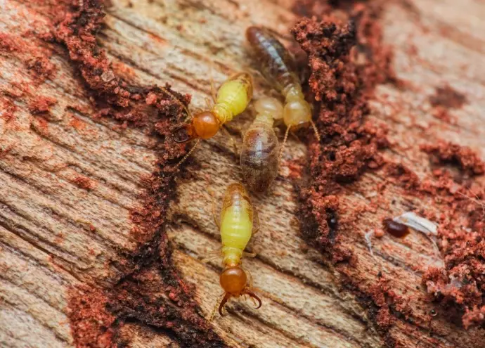 How Fast Do Termites Spread? Infestation Speed & Home Protection Guide
