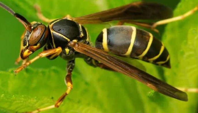 hornet nest removal kansas