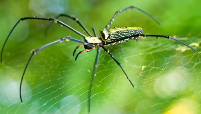spotted orb weaver bite