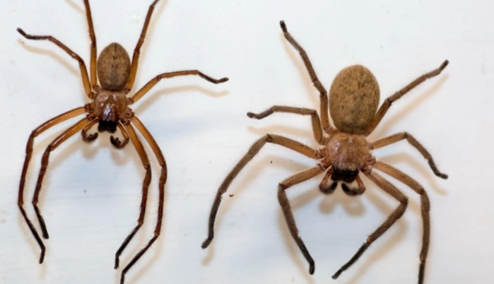 hobo spider identification