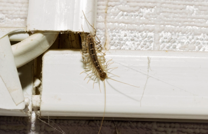 where are house centipedes found