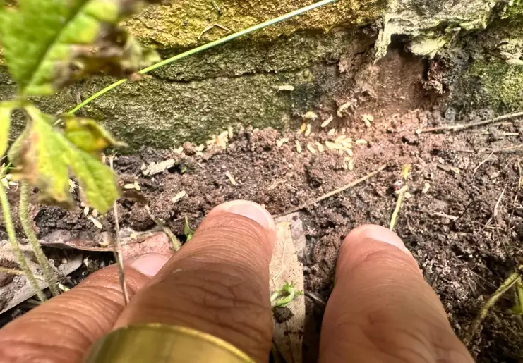 termite infestation timeline