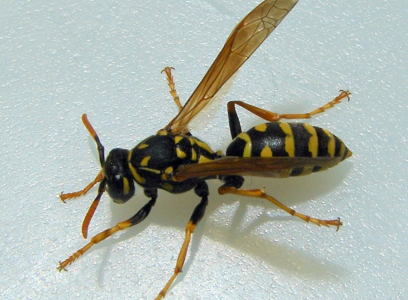 paper wasp species