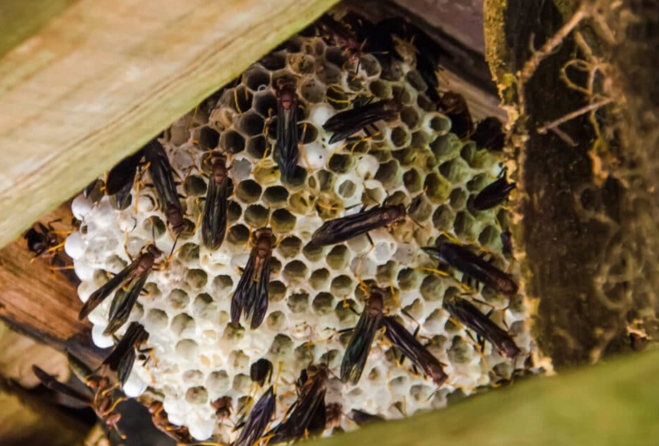 Hornets in Kansas: Complete Guide to Species, Safety & Control