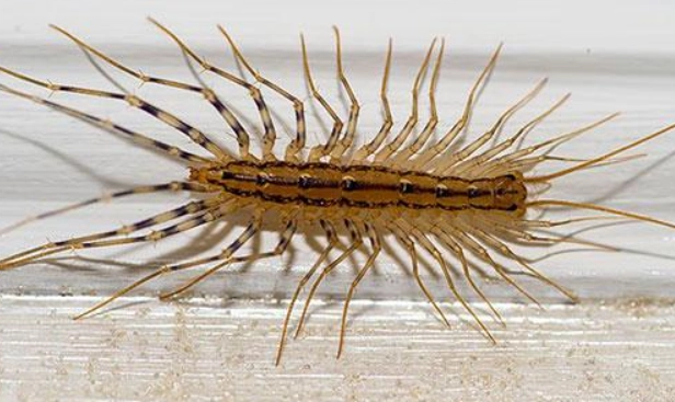 house centipede distribution