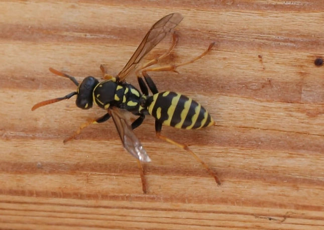 paper wasp species
