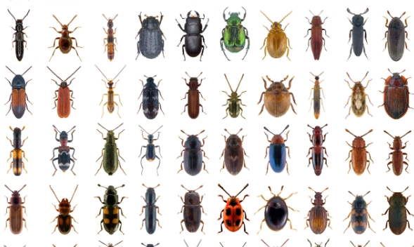 The Ultimate Guide to Identifying Bugs in Software