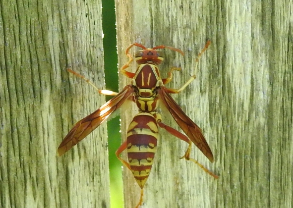 Paper Wasp Sting Treatment