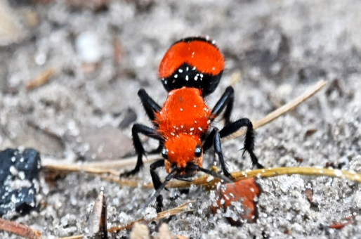 how to get rid of big red ants