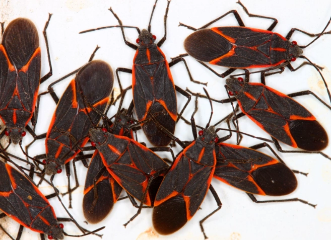 boxelder bug infestation
