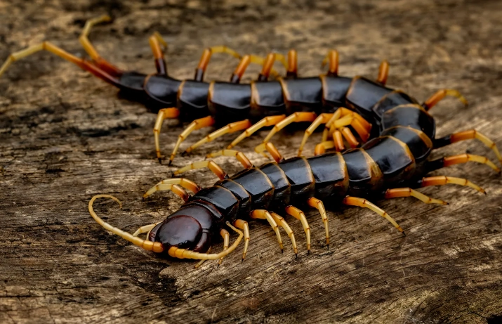 centipede identification