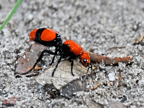 Everything You Need to Know About Big Red Ants: Identification, Risks & Control