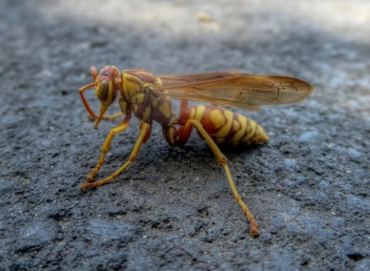 How to Get Rid of Paper Wasps